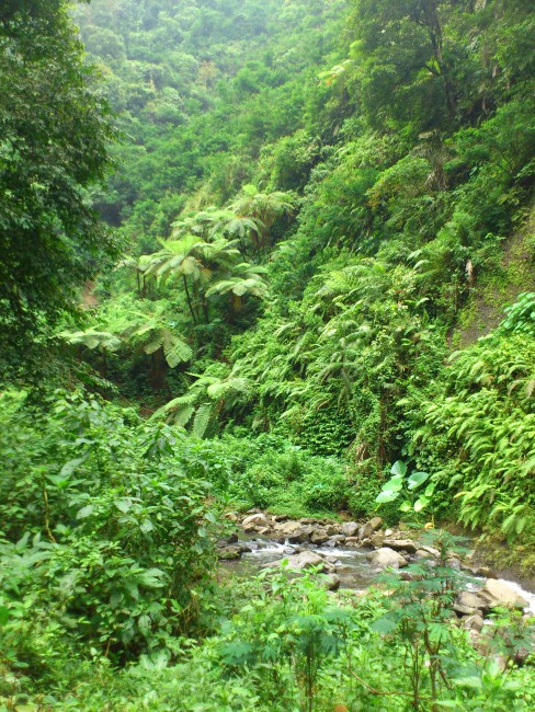 Pemandangan menuju Air Terjun Madakaripura