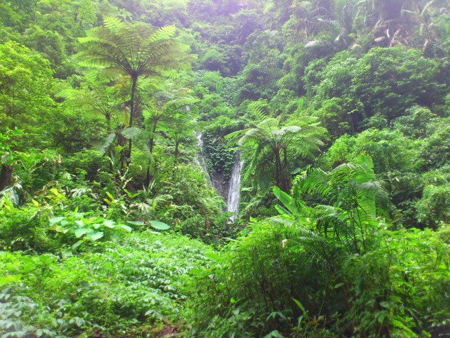 Pemandangan menuju Air Terjun Madakaripura